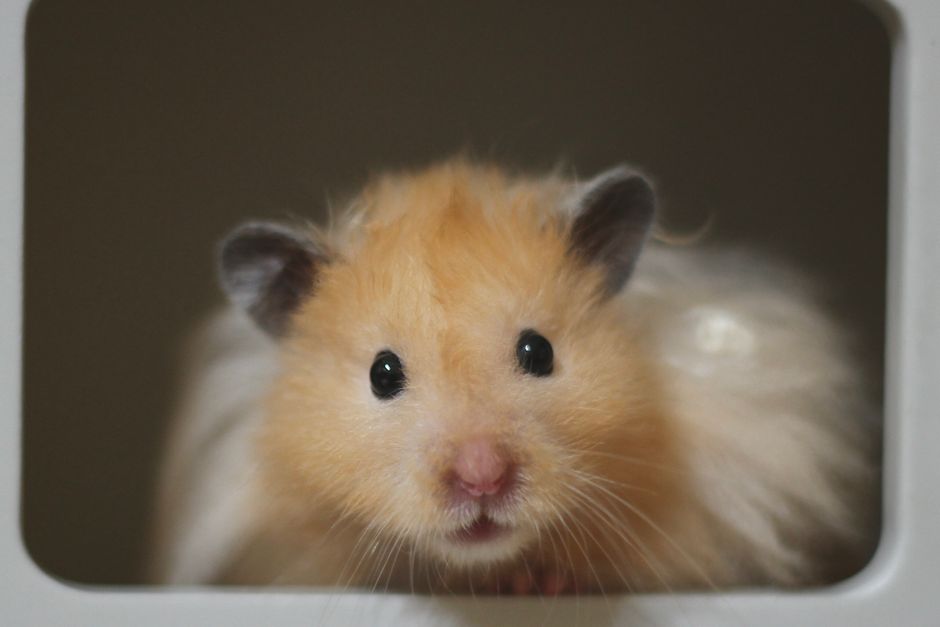 Close-up of a cute golden Syrian hamster looking directly at the camera.